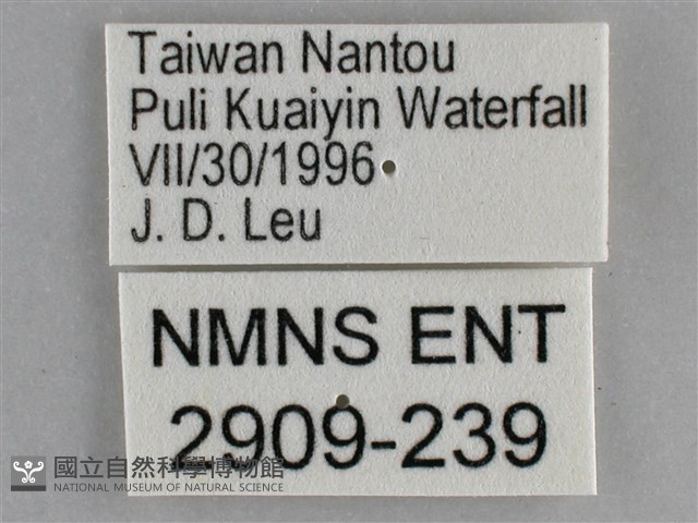 琉璃蛺蝶藏品圖，第3張