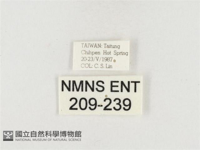 榕透翅毒蛾藏品圖，第3張