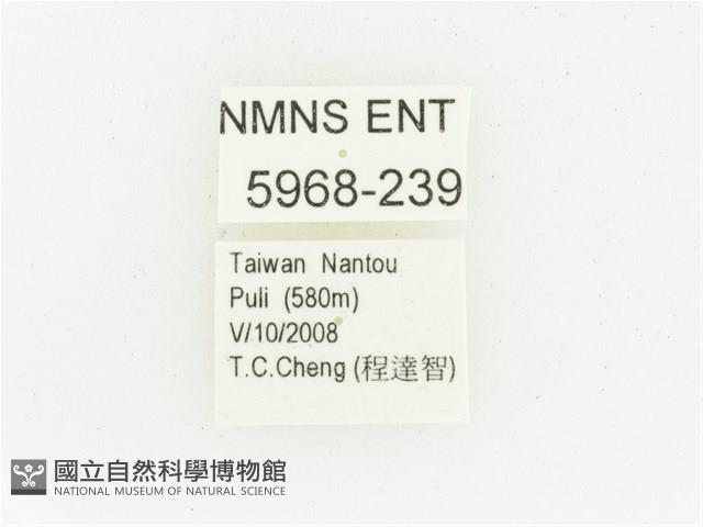 偽橫斑黑花金龜藏品圖，第2張