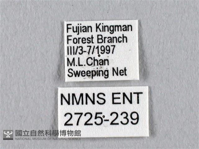 四黑目天蠶蛾藏品圖，第3張