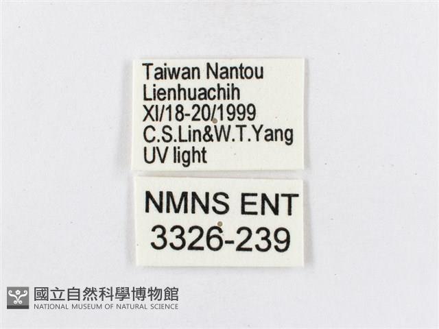 蓬萊茶斑蛾藏品圖，第3張