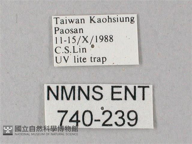 藏斜紋天蛾藏品圖，第3張