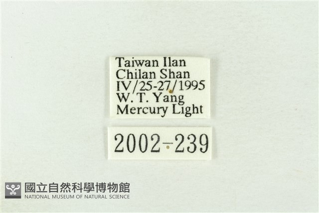 棍棒污燈蛾藏品圖，第3張