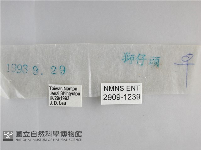 森林暮眼蝶、黑樹蔭蝶藏品圖，第3張