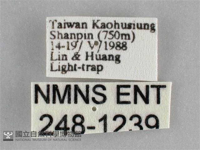 眉原褐刺蛾藏品圖，第3張