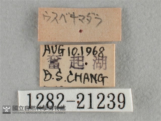 臺灣赭弄蝶藏品圖，第3張
