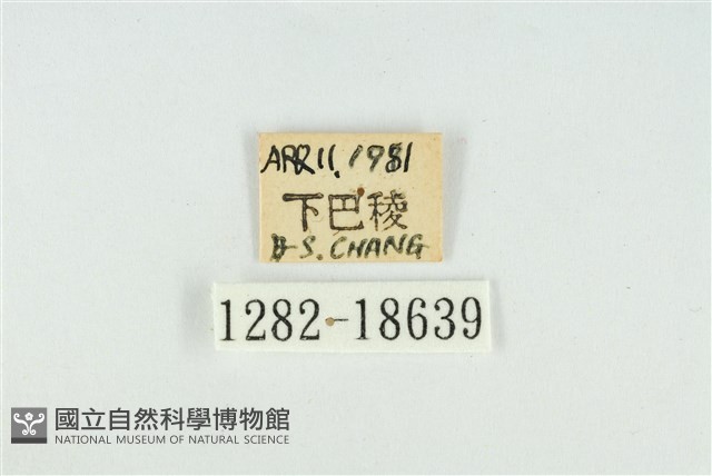 東方喙蝶藏品圖，第3張