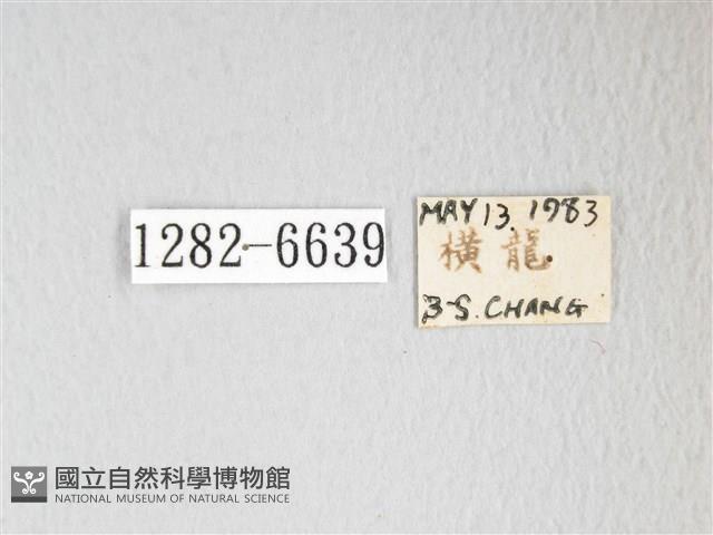 圓翅大鉤蛾藏品圖，第3張