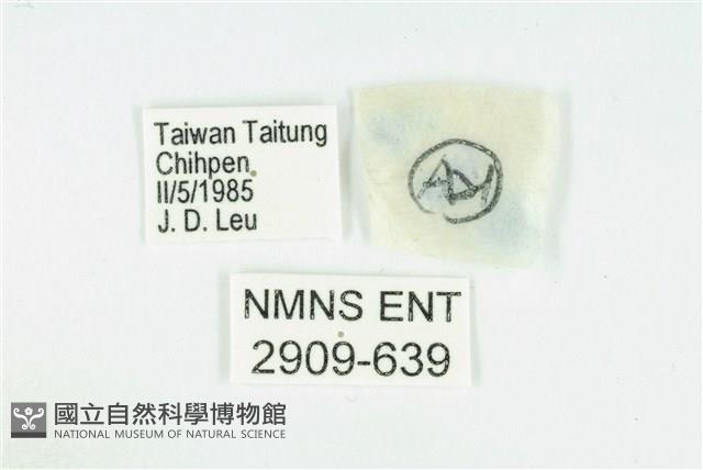 臺灣玄灰蝶藏品圖，第3張