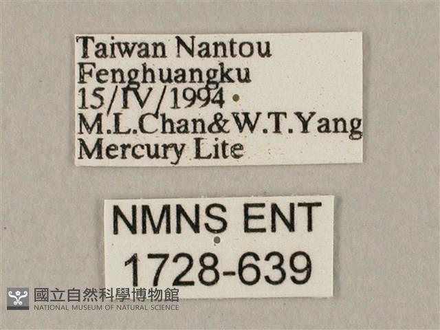 白點天蛾 藏品圖，第3張