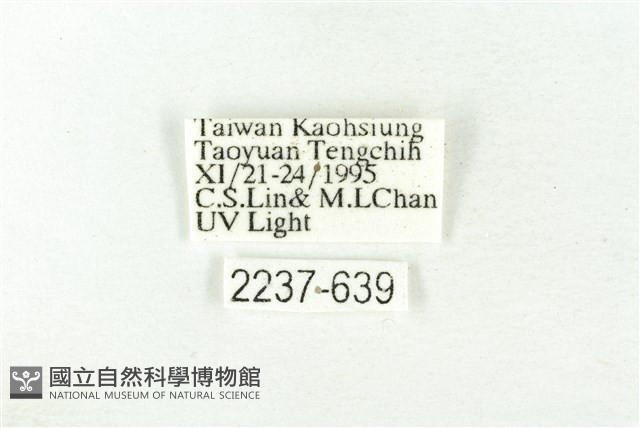 樹形尺蛾藏品圖，第3張