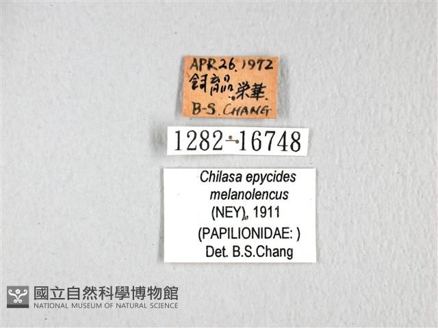 黃星斑鳳蝶藏品圖，第3張