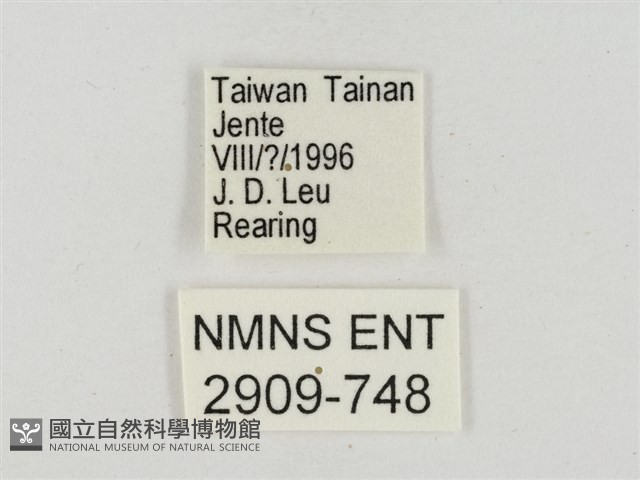 淡褐脈粉蝶藏品圖，第3張