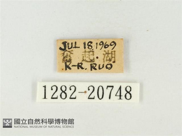 大紫琉灰蝶藏品圖，第3張