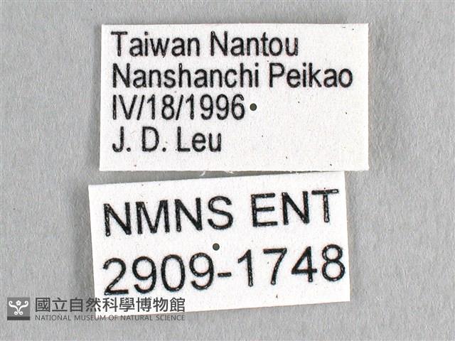劍鳳蝶藏品圖，第3張