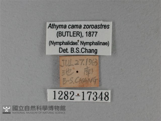 雙色帶蛺蝶藏品圖，第3張