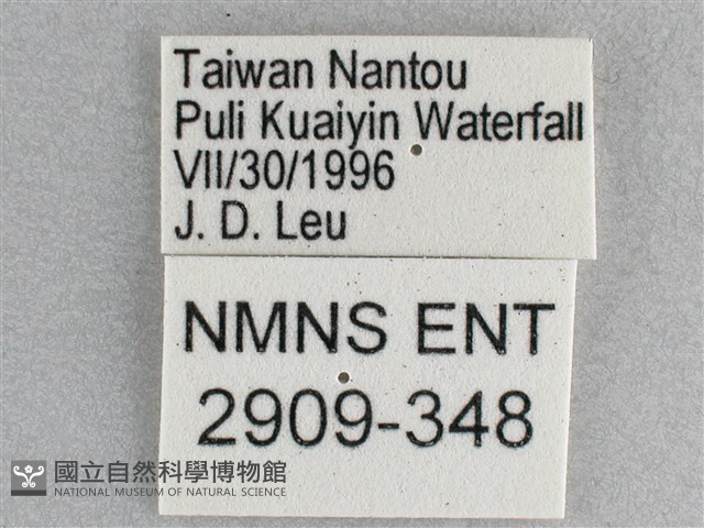 細帶環蛺蝶藏品圖，第3張