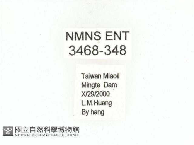 灰白點花金龜藏品圖，第2張