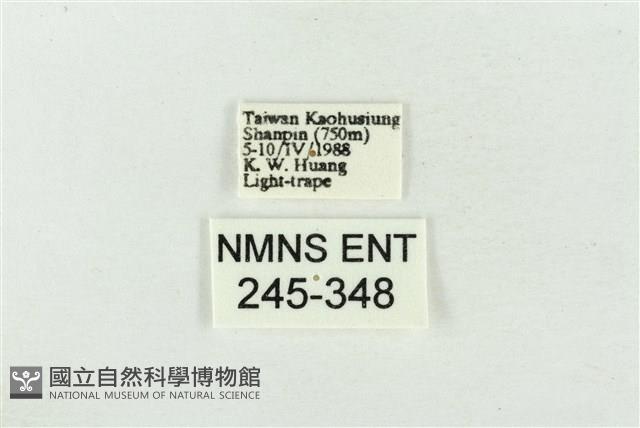 臺洒波紋蛾藏品圖，第3張