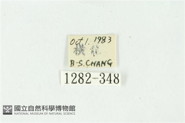 白斑散紋夜蛾藏品圖，第3張