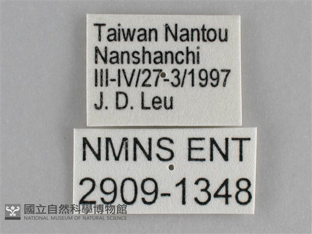 圓翅紫斑蝶藏品圖，第3張