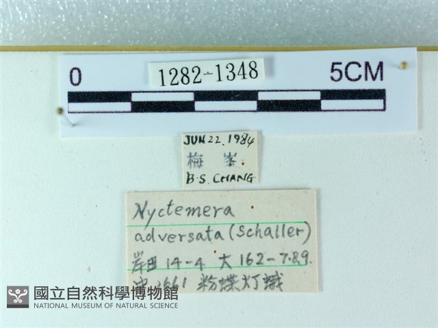 粉蝶燈蛾藏品圖，第3張