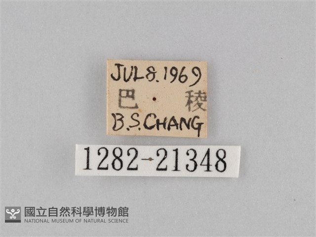 小波眼蝶藏品圖，第3張