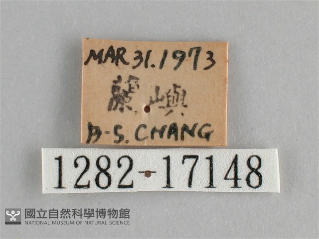 斐豹蛺蝶藏品圖，第3張