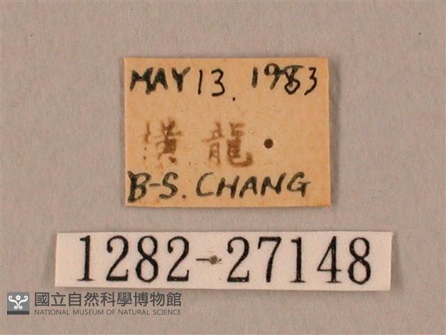 裂斑鷹翅天蛾藏品圖，第3張