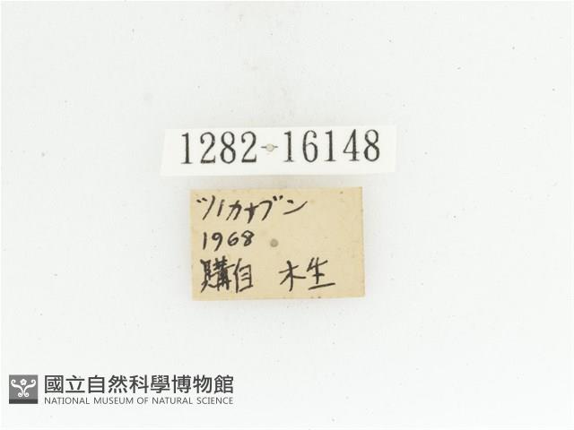 臺灣扇角金龜藏品圖，第2張