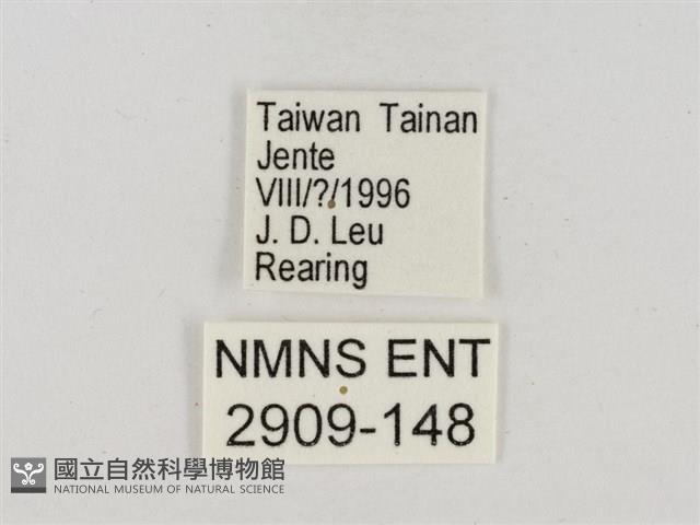 淡褐脈粉蝶藏品圖，第3張