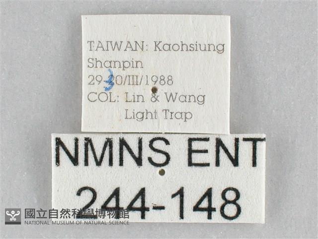 橙擬燈蛾藏品圖，第3張