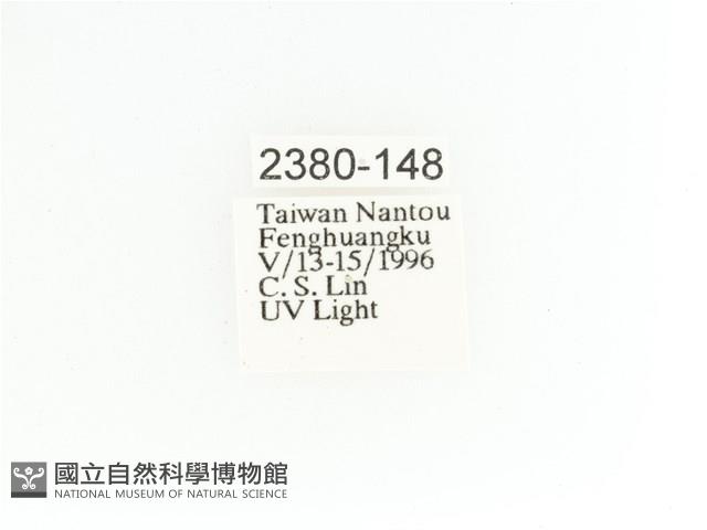 艷金龜藏品圖，第2張