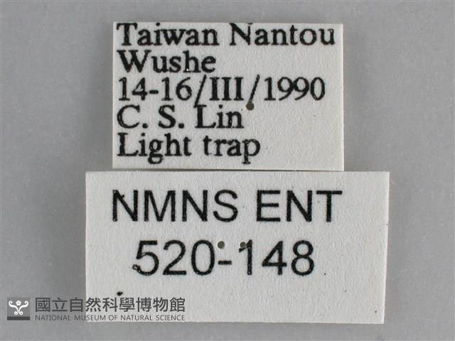 澄線尺蛾藏品圖，第3張