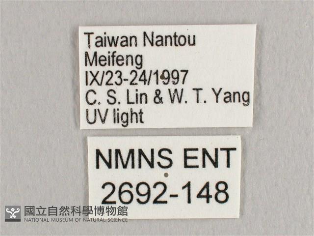 銀端帶鉤蛾藏品圖，第3張