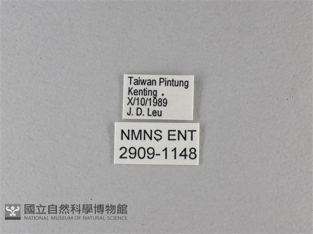大白斑蝶藏品圖，第3張
