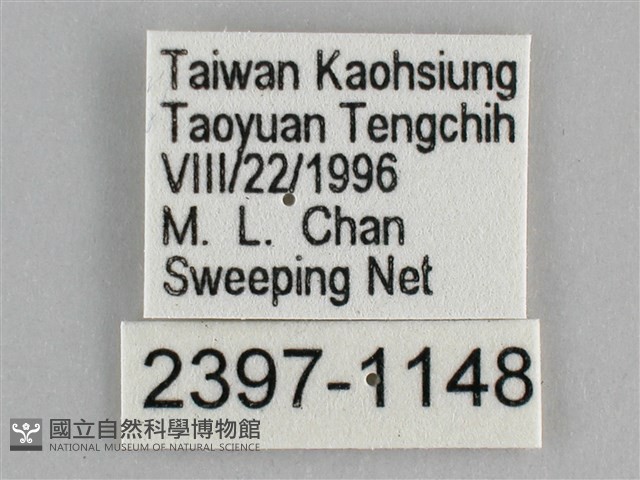 圓翅紫斑蝶藏品圖，第3張