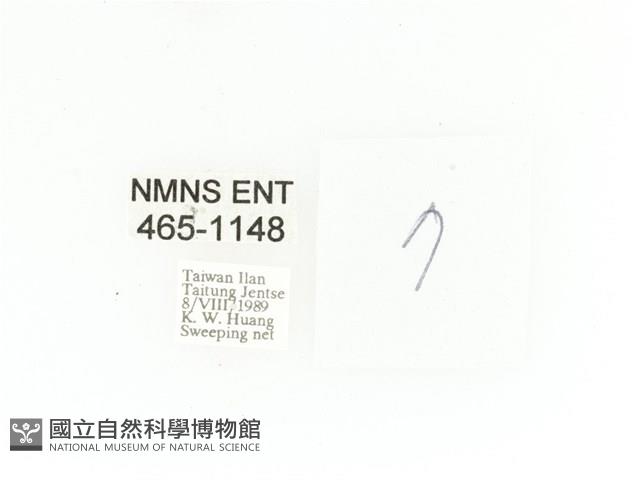 金艷騷金龜藏品圖，第2張