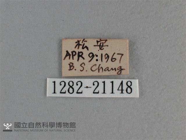 黃星弄蝶藏品圖，第3張