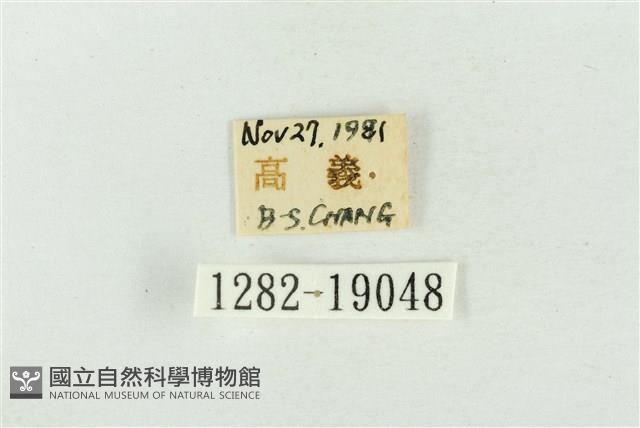 印華波紋蛾藏品圖，第3張