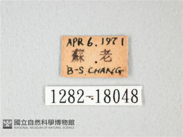 荷氏黃蝶藏品圖，第3張