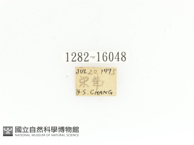 金艷騷金龜藏品圖，第2張