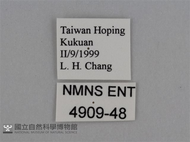 豔粉蝶藏品圖，第3張