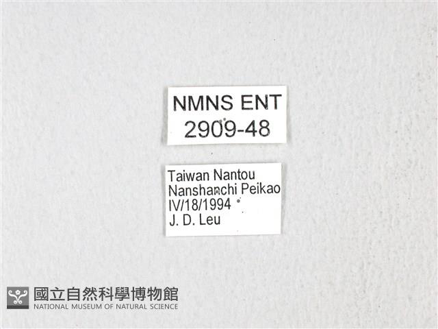 黃星斑鳳蝶藏品圖，第3張