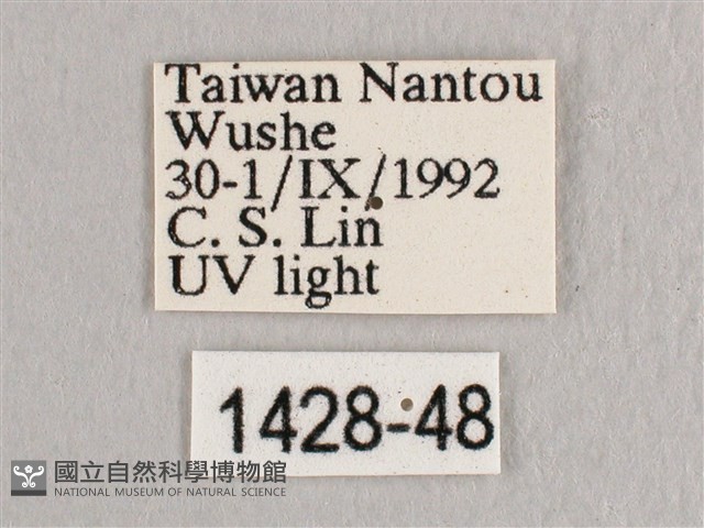 銀斑黃鉤蛾藏品圖，第3張
