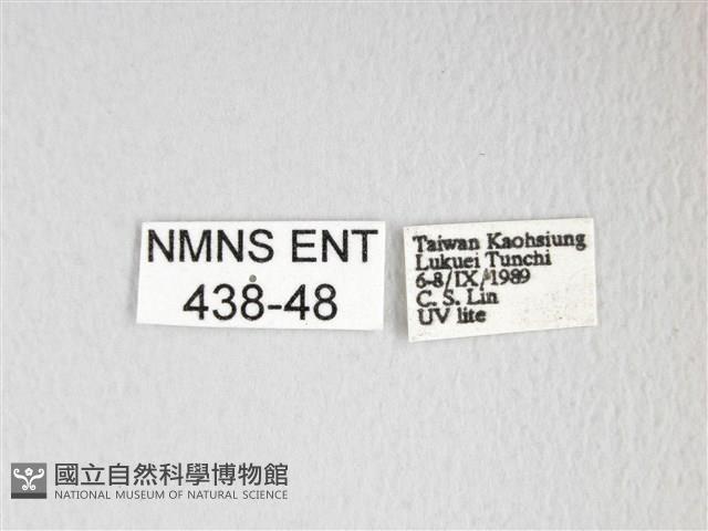 黃豹天蠶蛾藏品圖，第3張