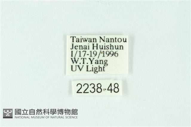 三條橙燈蛾藏品圖，第3張