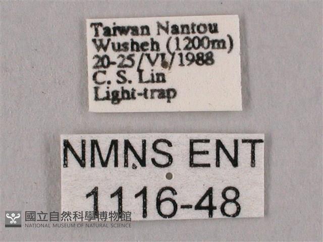 桃紅六點天蛾藏品圖，第3張