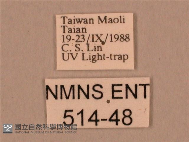 棕綠背線天蛾藏品圖，第3張