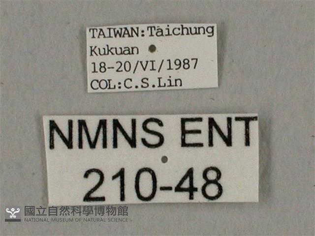 廣東鷹翅天蛾藏品圖，第3張